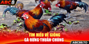 tim-hieu-ve-giong-ga-rung-thuan-chung-