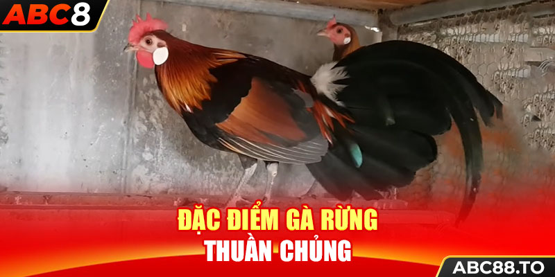 dac-diem-ga-rung-thuan-chung