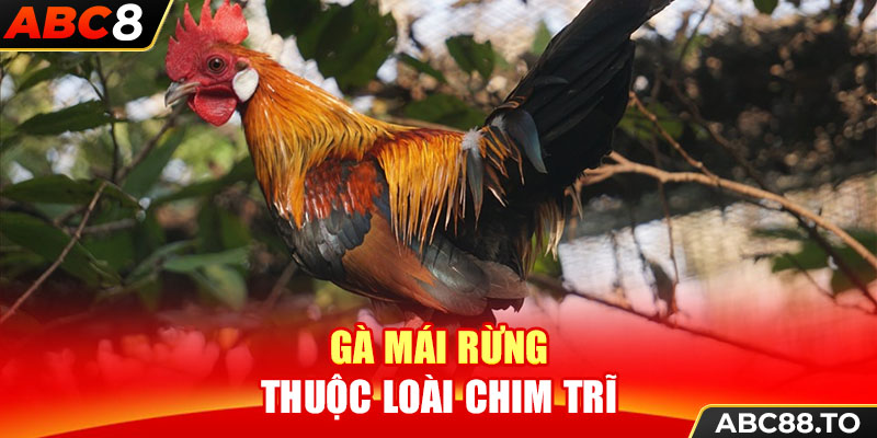 ga-mai-rung-thuoc-loai-chim-tri