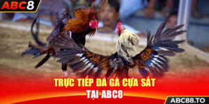 truc-tiep-da-ga-cua-sat-tai-abc8