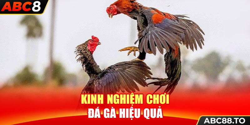 kinh-nghiem-choi-da-ga-hieu-qua